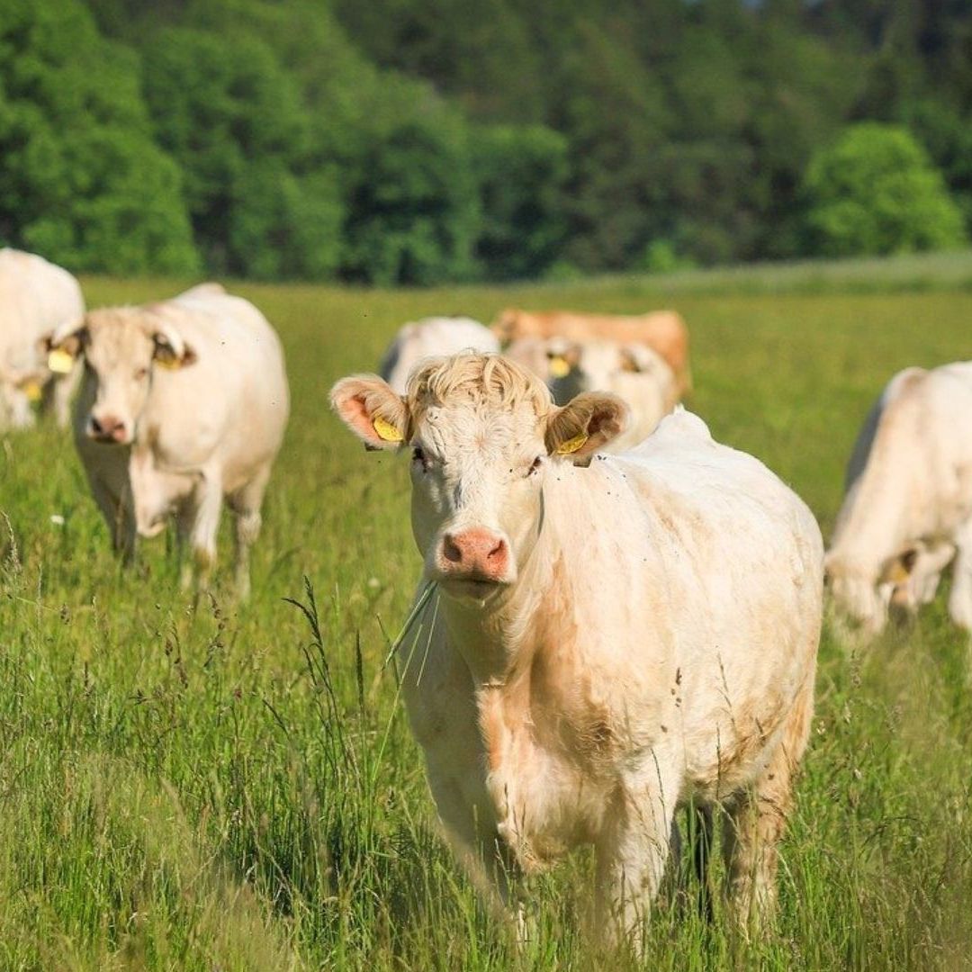 Rebaño de vacas