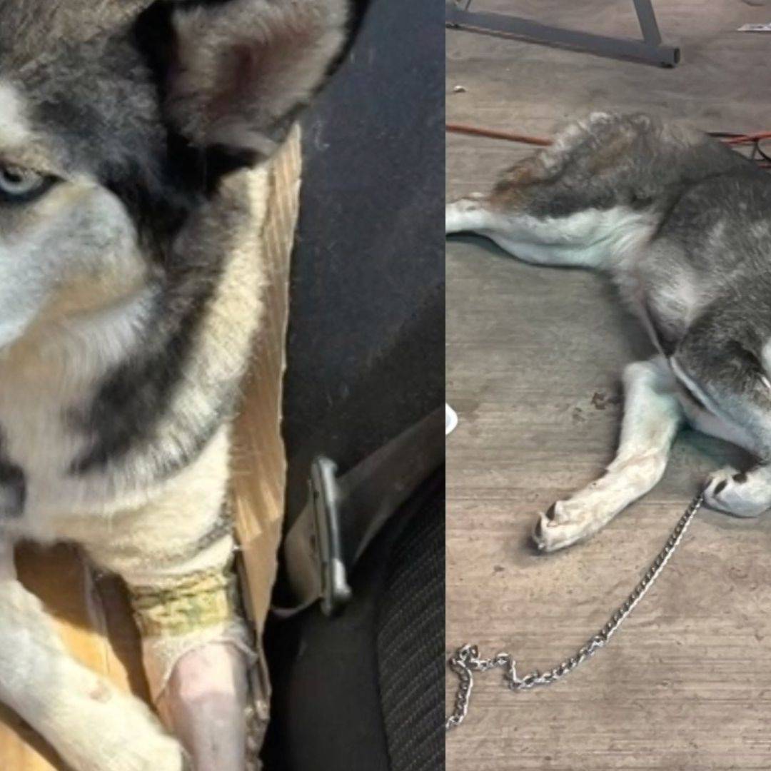 Perrita husky termina herida tras ser arrojada de un auto en movimiento.
