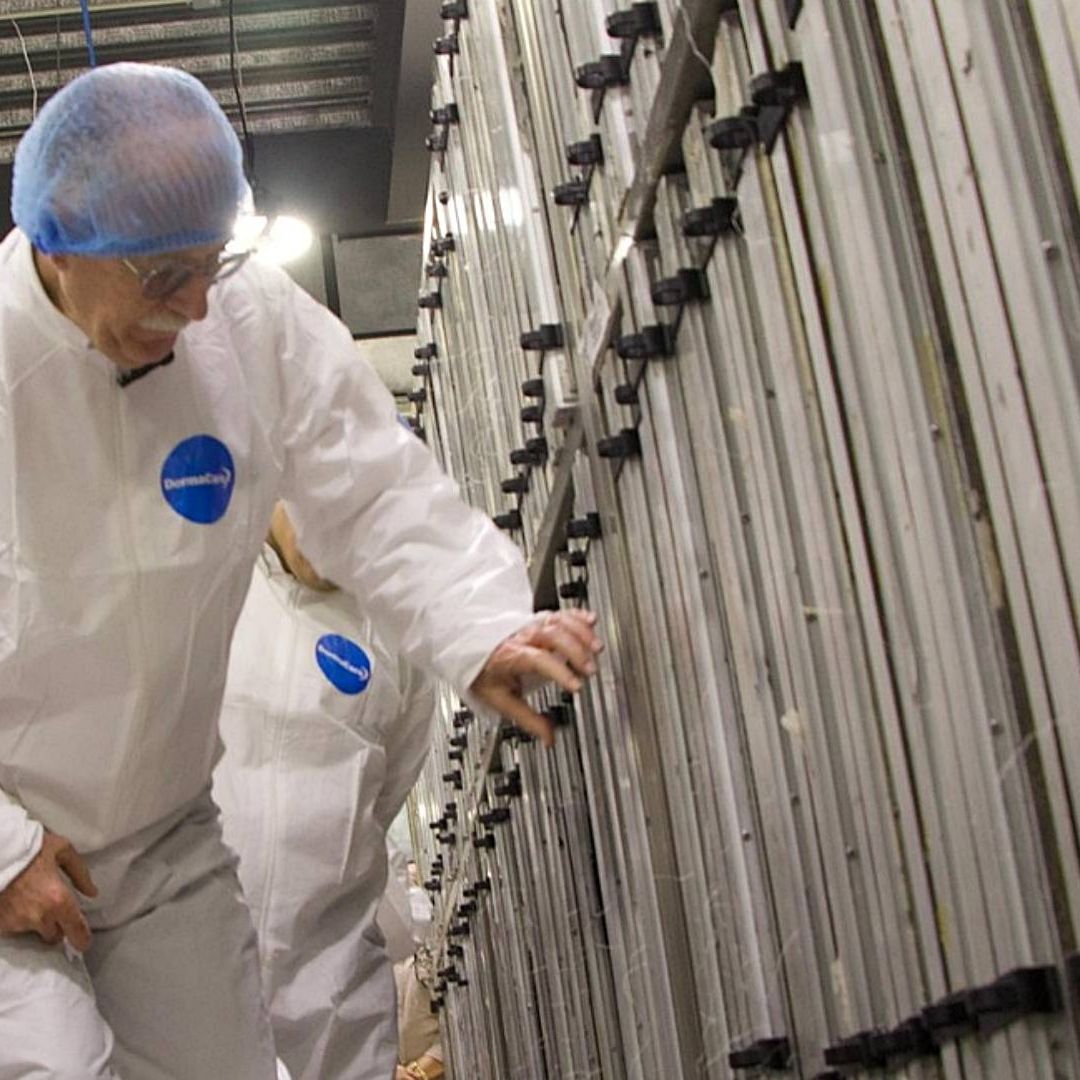 La planta de moscas estériles estará en Chiapas