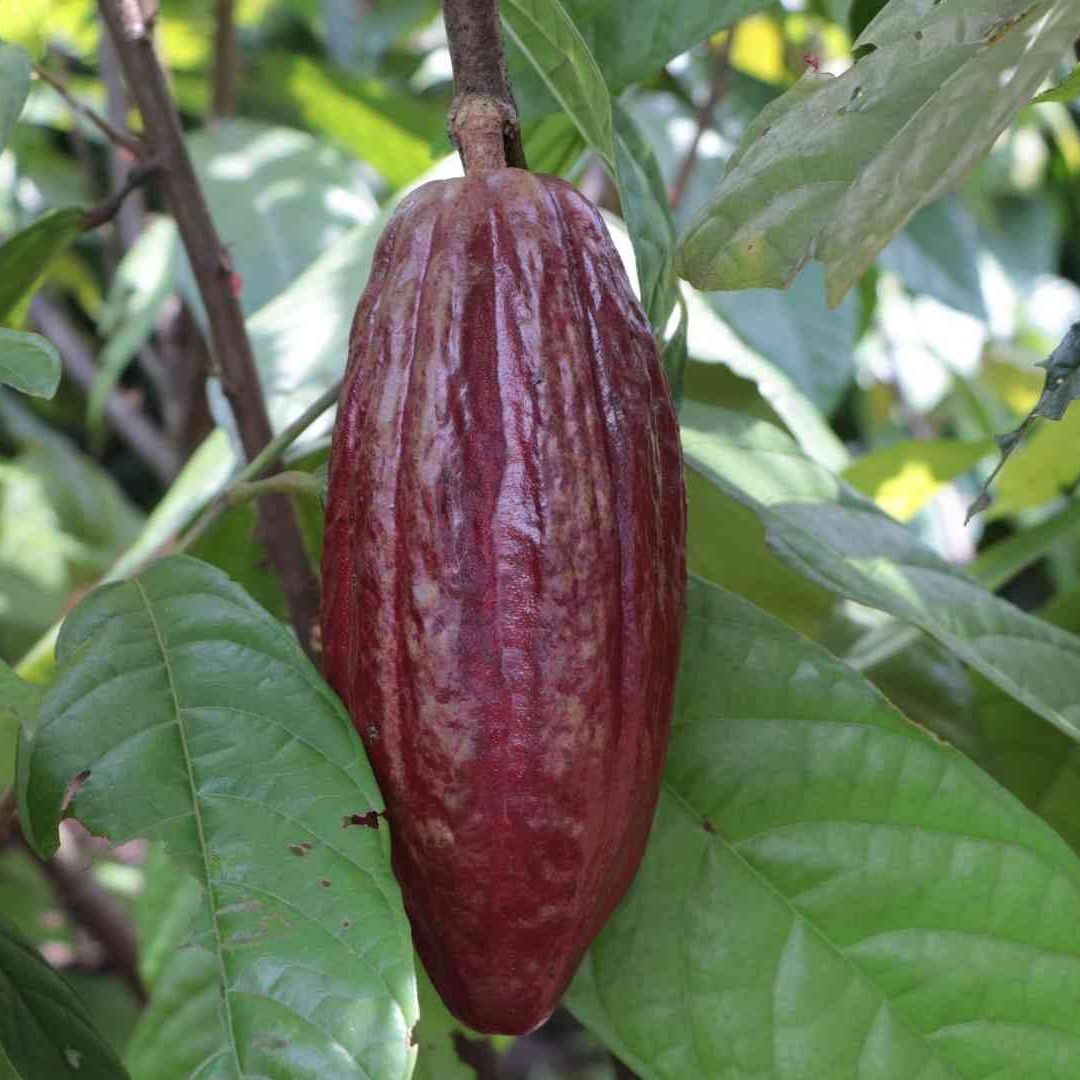 Descubren el Chocolate Más Antiguo en el Mundo