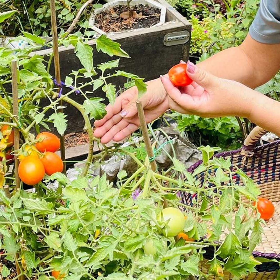 Taller de huertos urbanos en PILARES de la Ciudad de México