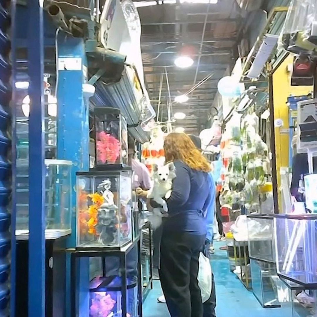 Los pasillos del Mercado de Mixihuca están repletos de animales a la venta
