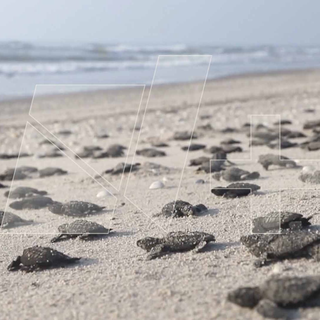 Liberan Más de 100 Mil Crías de Tortuga Lora en Costas de Tamaulipas