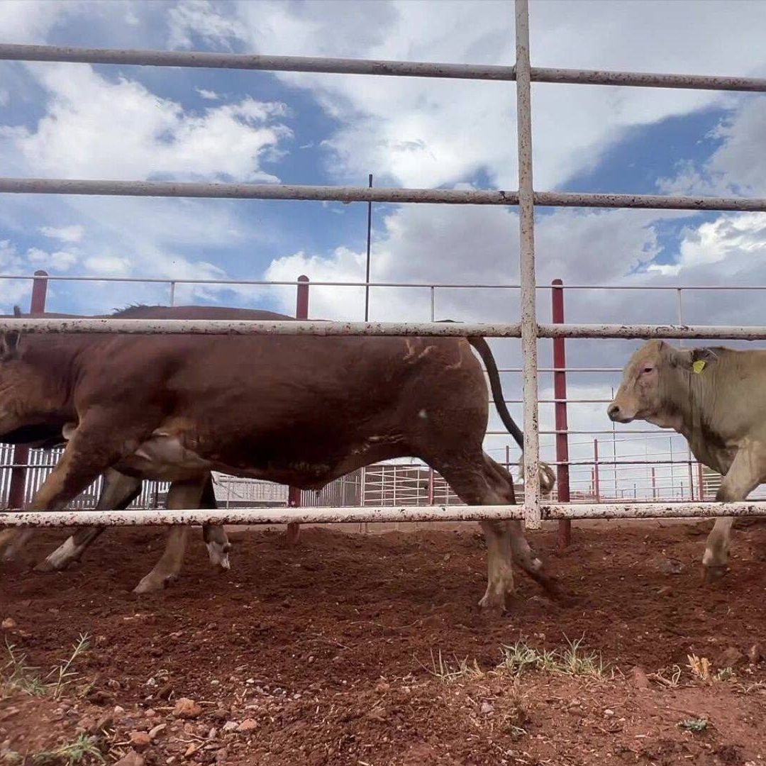 Celebran Productores Reapertura a Exportación de Ganado en Agua Prieta a EUA