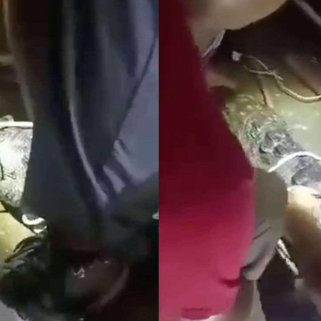 Capturan Cocodrilo en Sector Moscú de Tampico tras Inundaciones