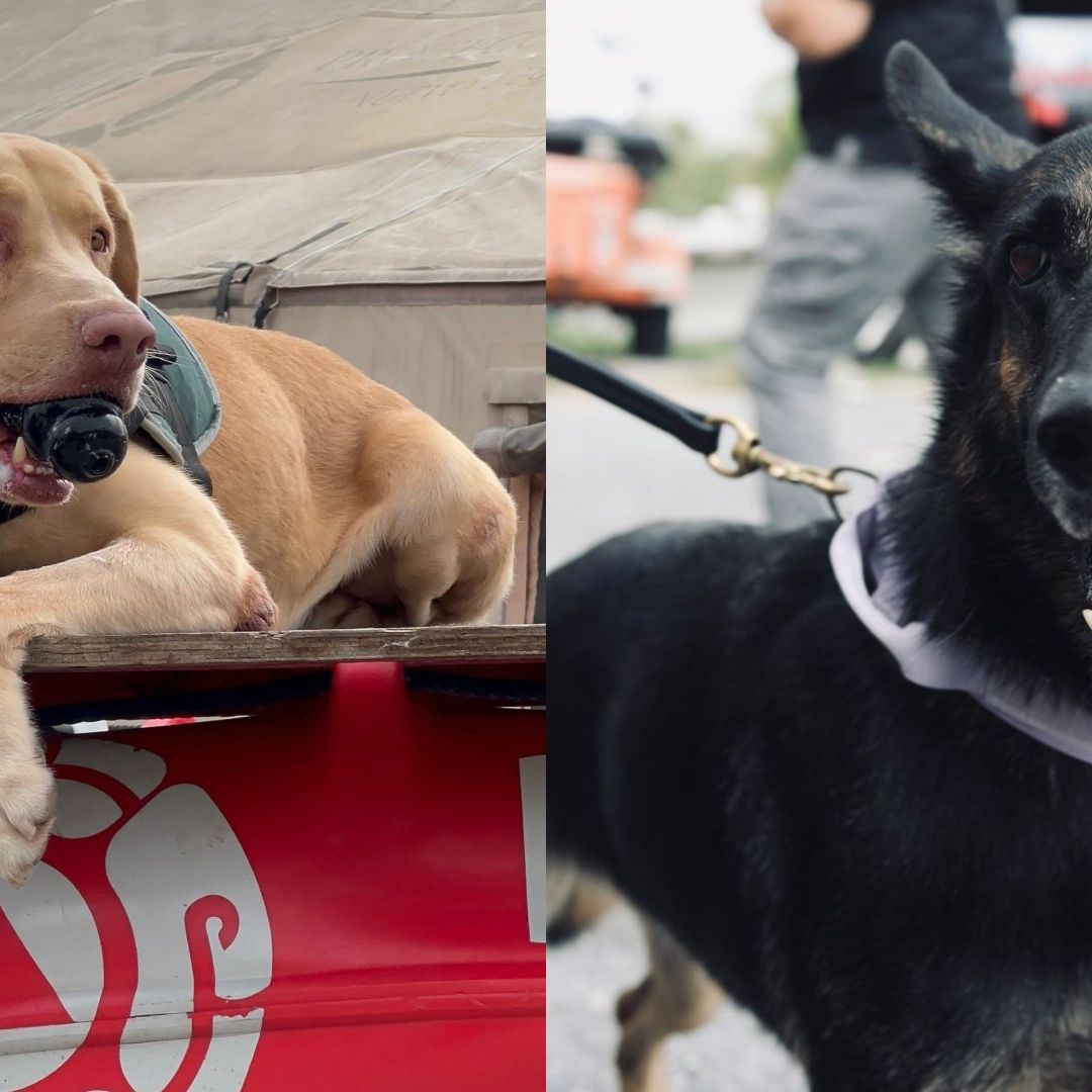 Equipo de búsqueda y localización K9 de Protección Civil de Nuevo León