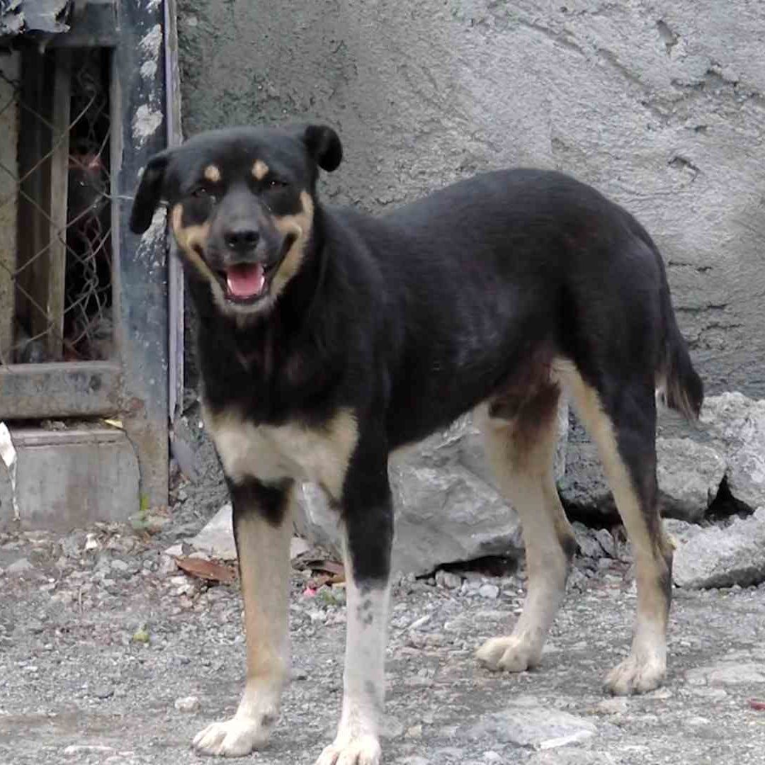 Una de estas roca aplastó por completo una de las viviendas