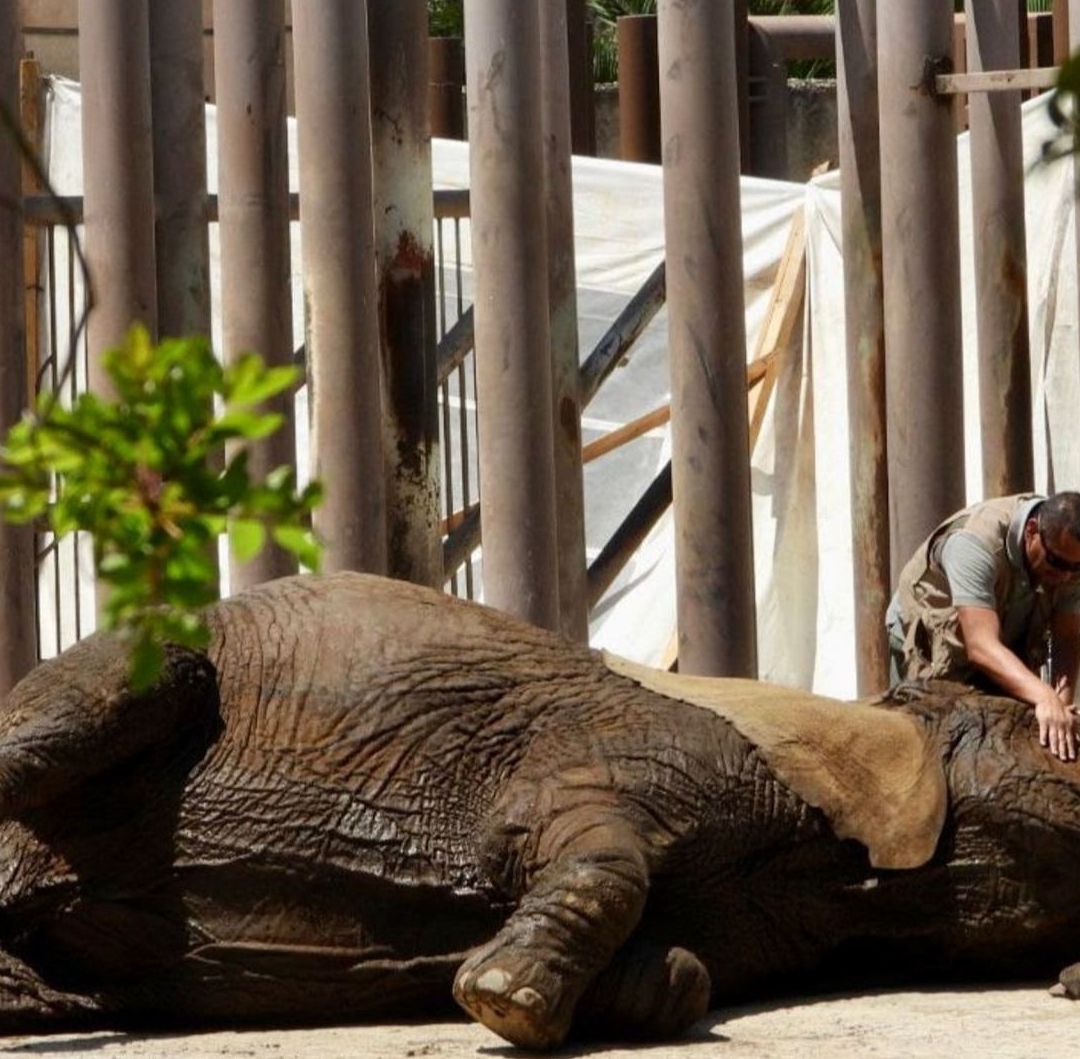 Corte Niega Enviar a Elefanta Ely a un Santuario; Seguirá en Zoológico San Juan de Aragón, CDMX