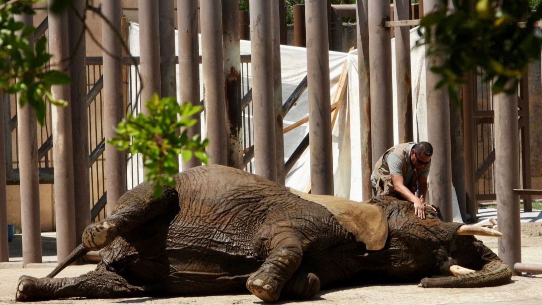 Corte Niega Enviar a Elefanta Ely a un Santuario; Seguirá en Zoológico San Juan de Aragón, CDMX