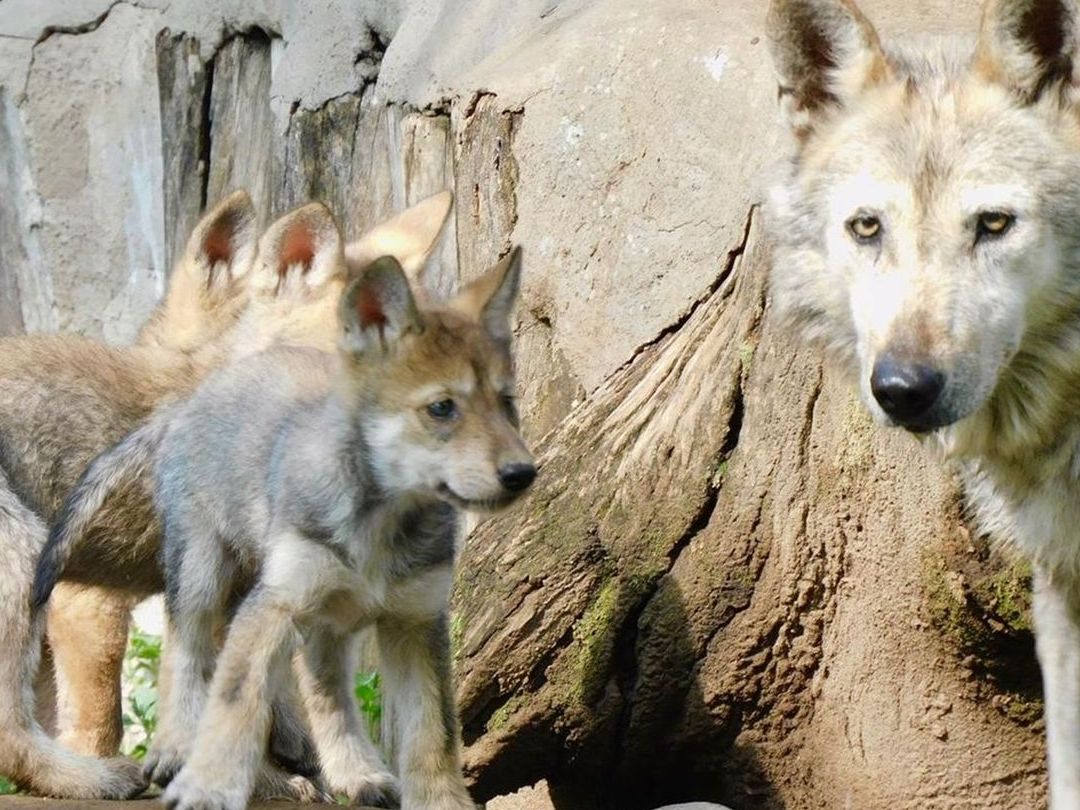 Un lobo mexicano avanza entre bosques devastados en Sonora