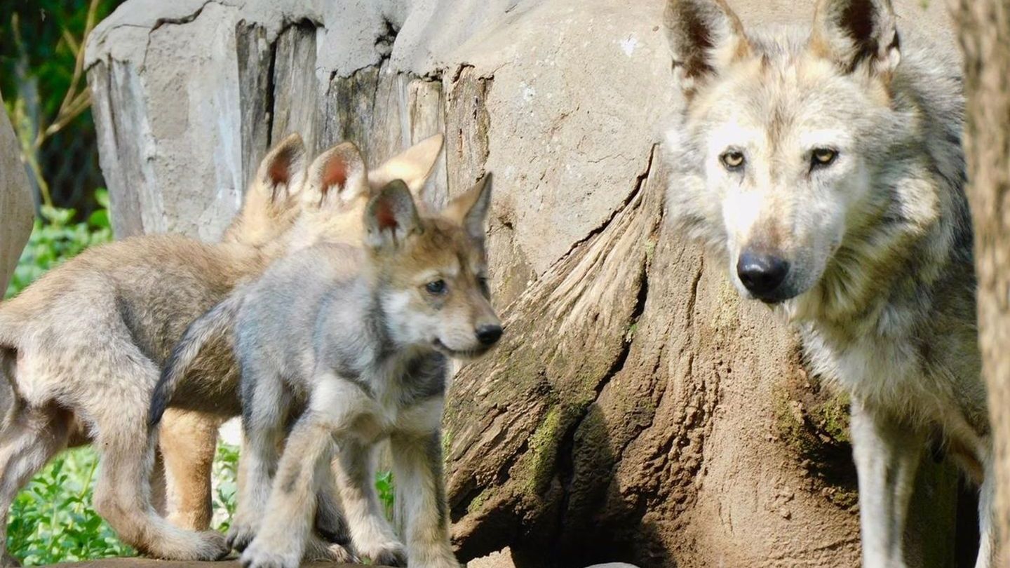 Un lobo mexicano avanza entre bosques devastados en Sonora
