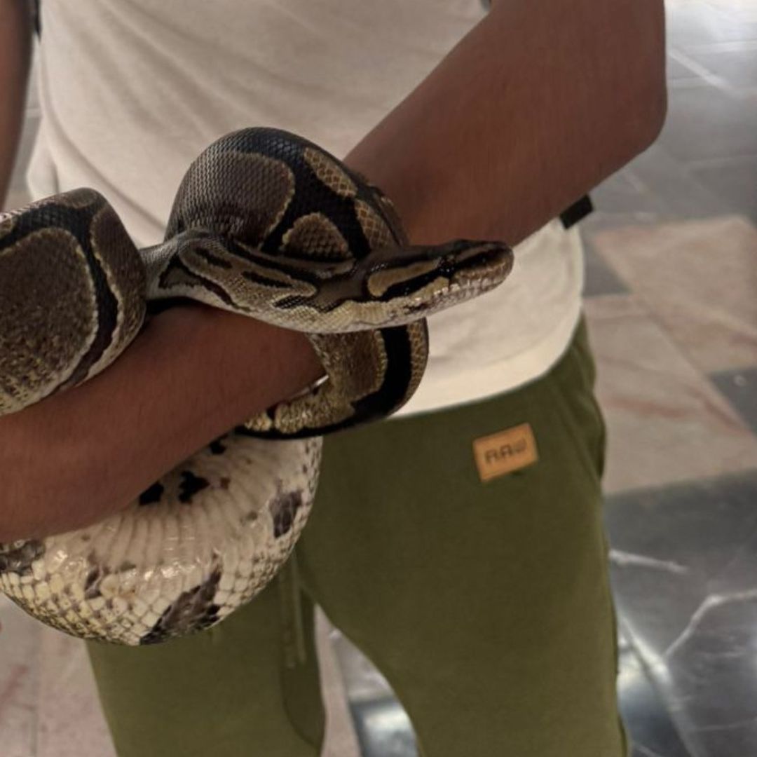 Serpiente pitón en el brazo de un joven