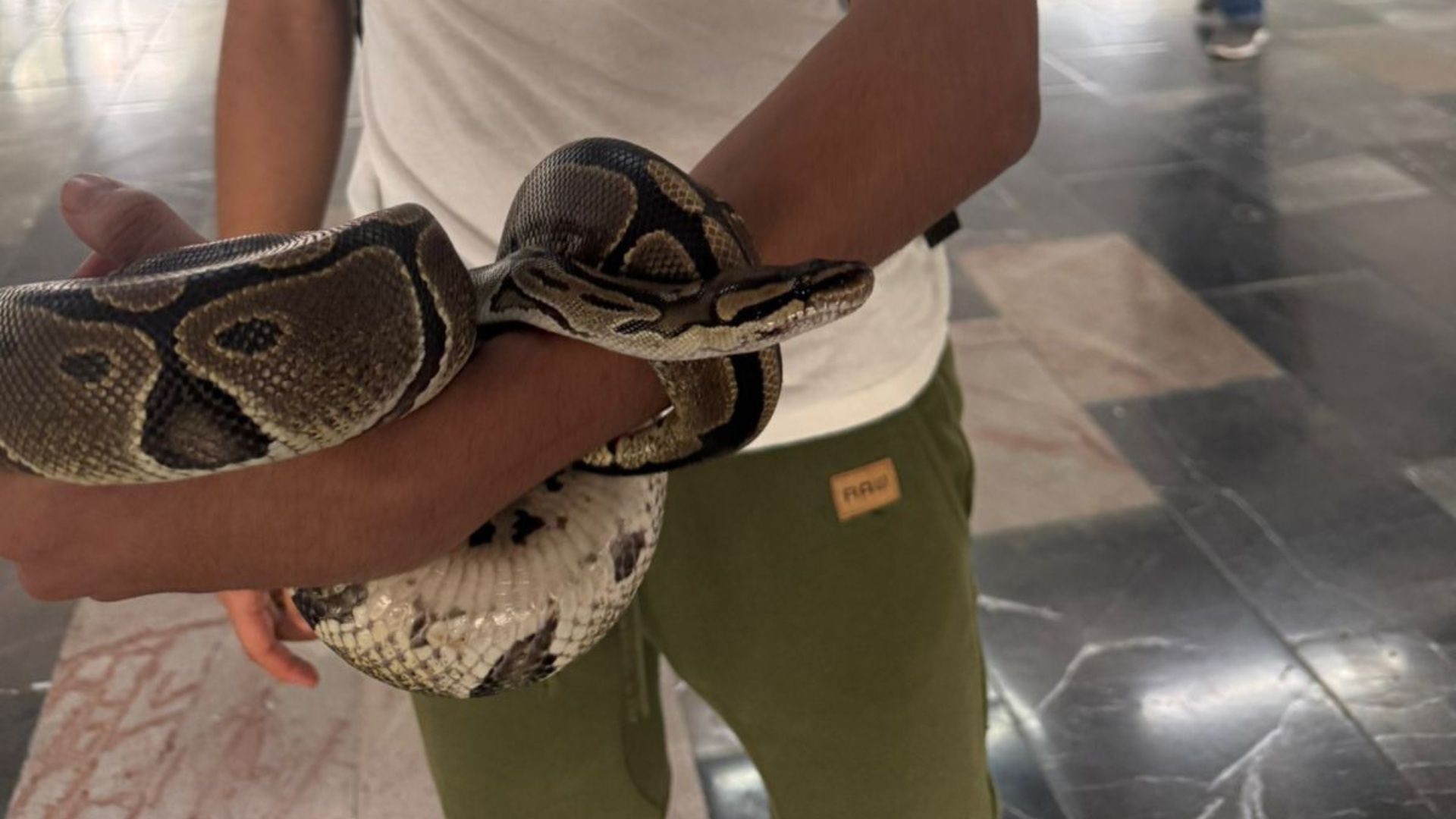 Serpiente pitón en el brazo de un joven