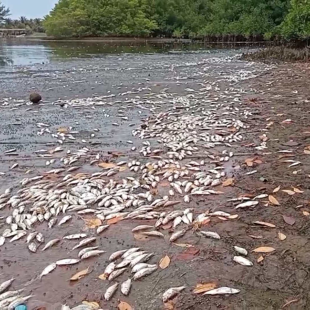 Peces muertos en la Lagua del Ostión