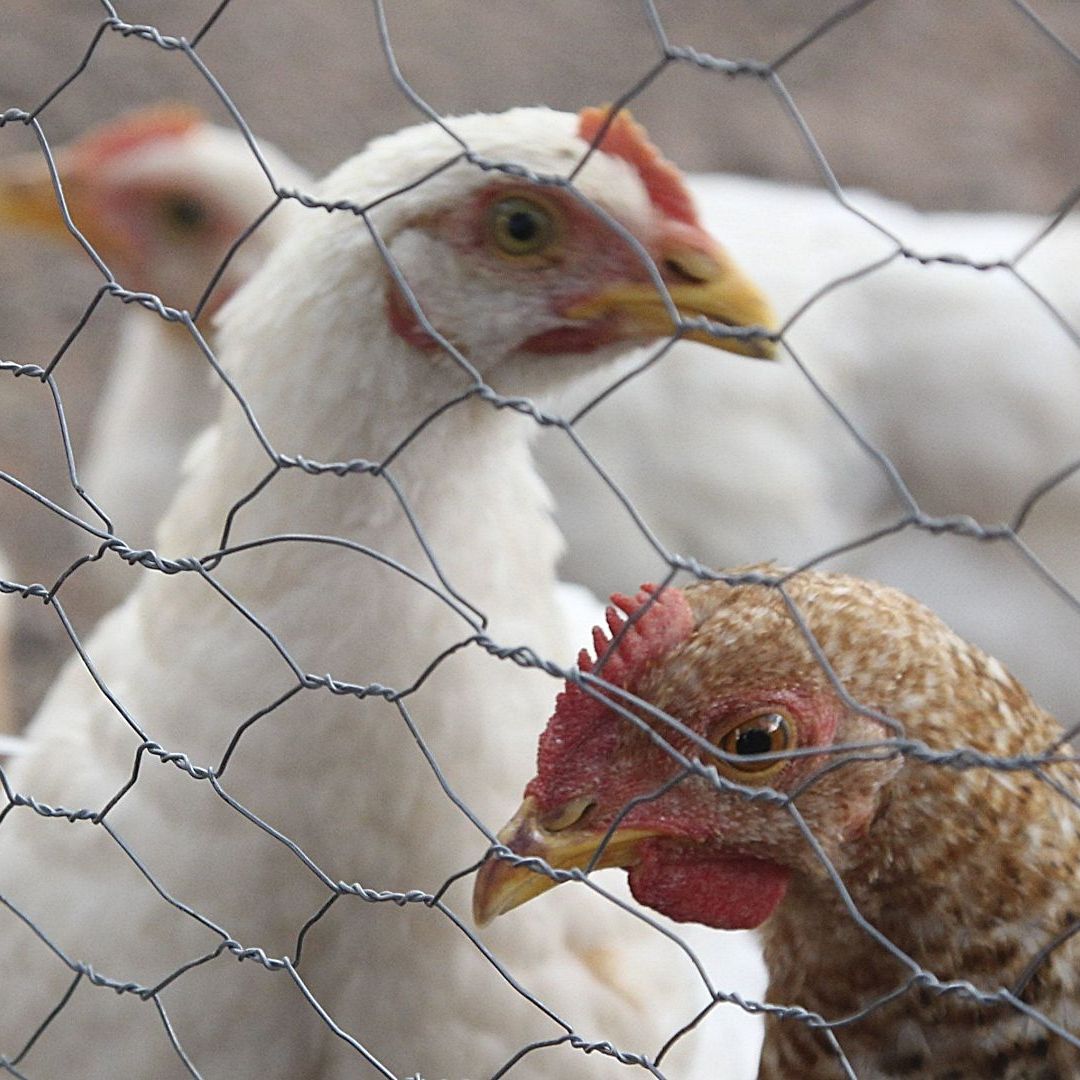 México Concluye Emergencia Sanitaria por Gripe Aviar A H5N1