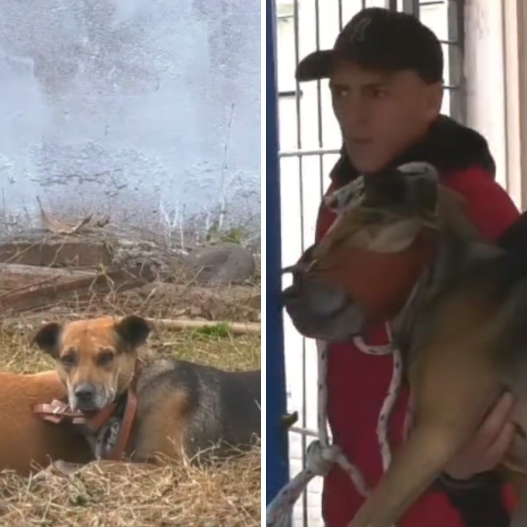Niño Muere Atacado por Jauría de Perros Mientras Jugaba