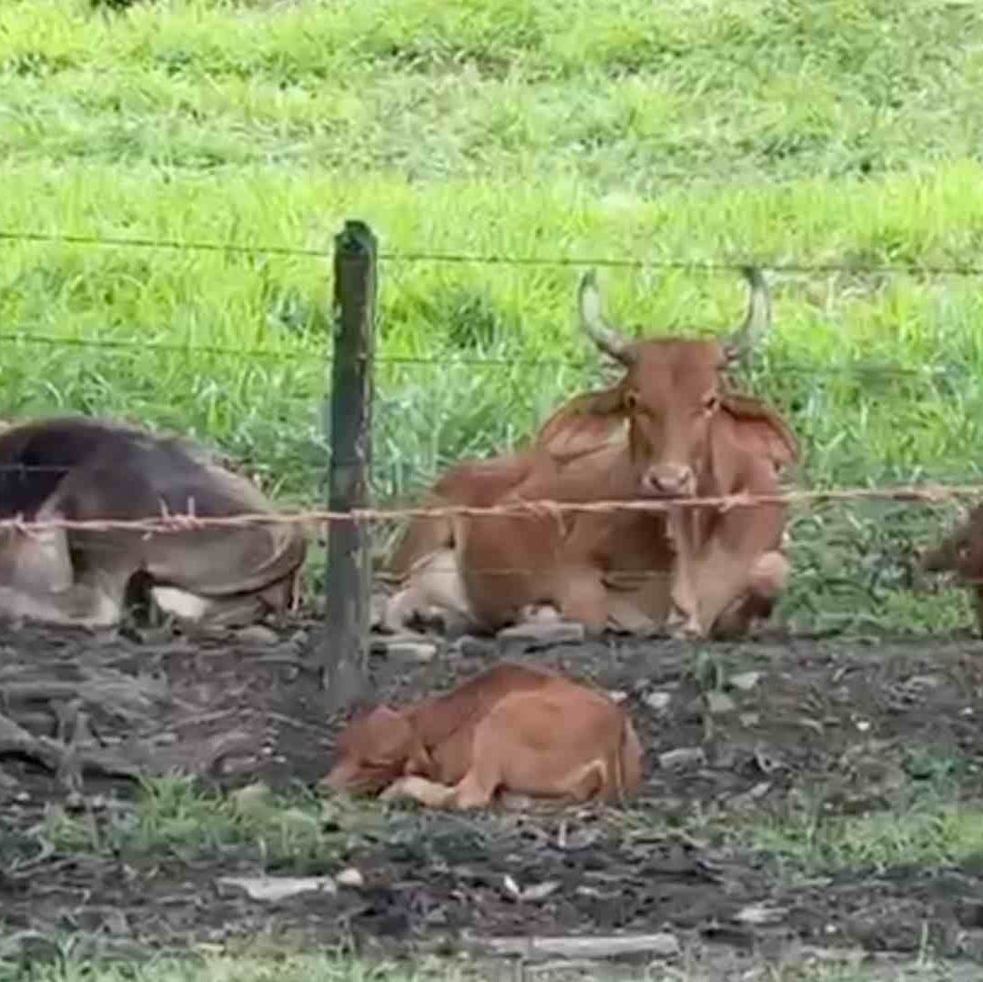 Ganado veracruzano ha presentado casos de gusano barrenador