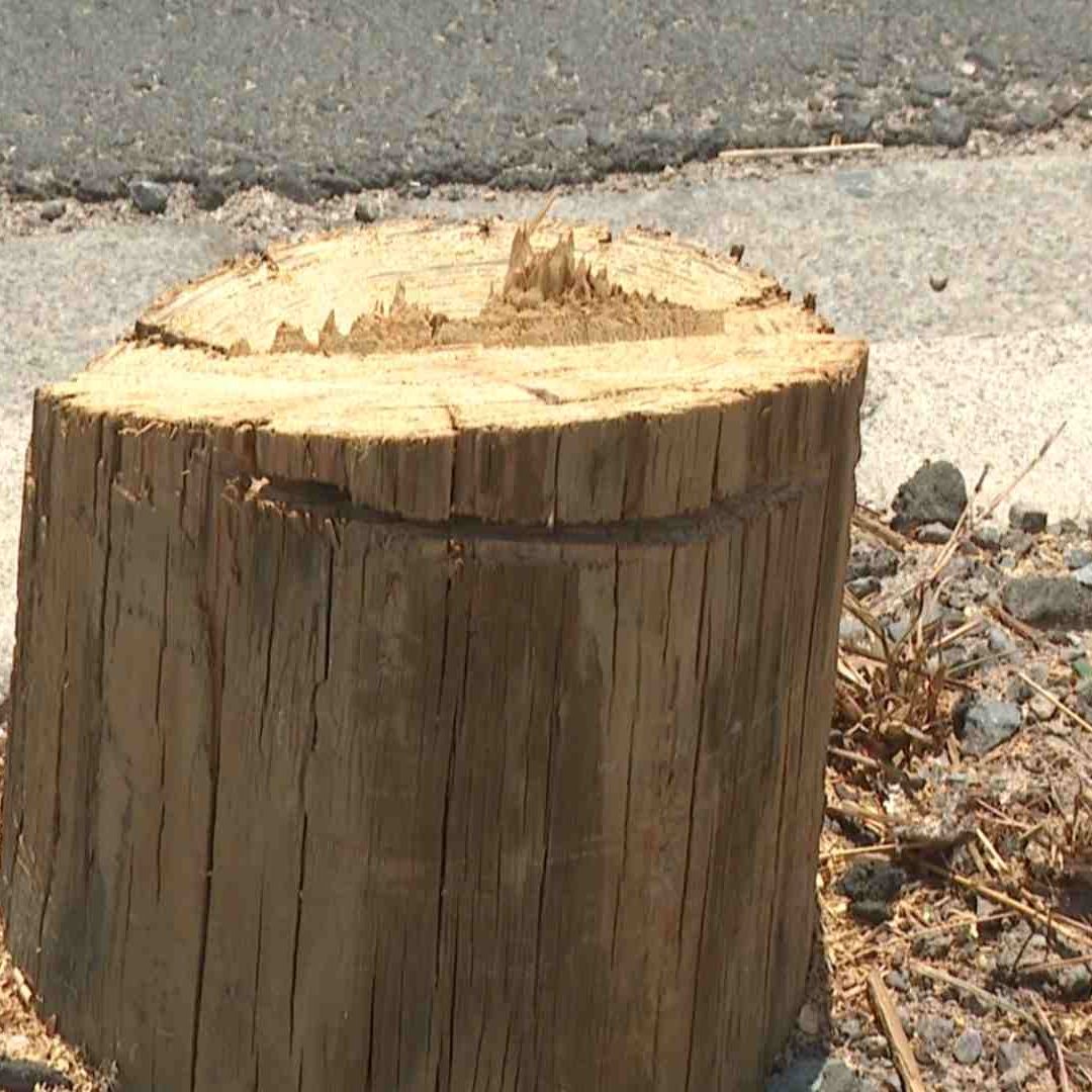 Detienen a 4 Sujetos Derribando Postes de Telefonía con Una Motosierra en Hermosillo