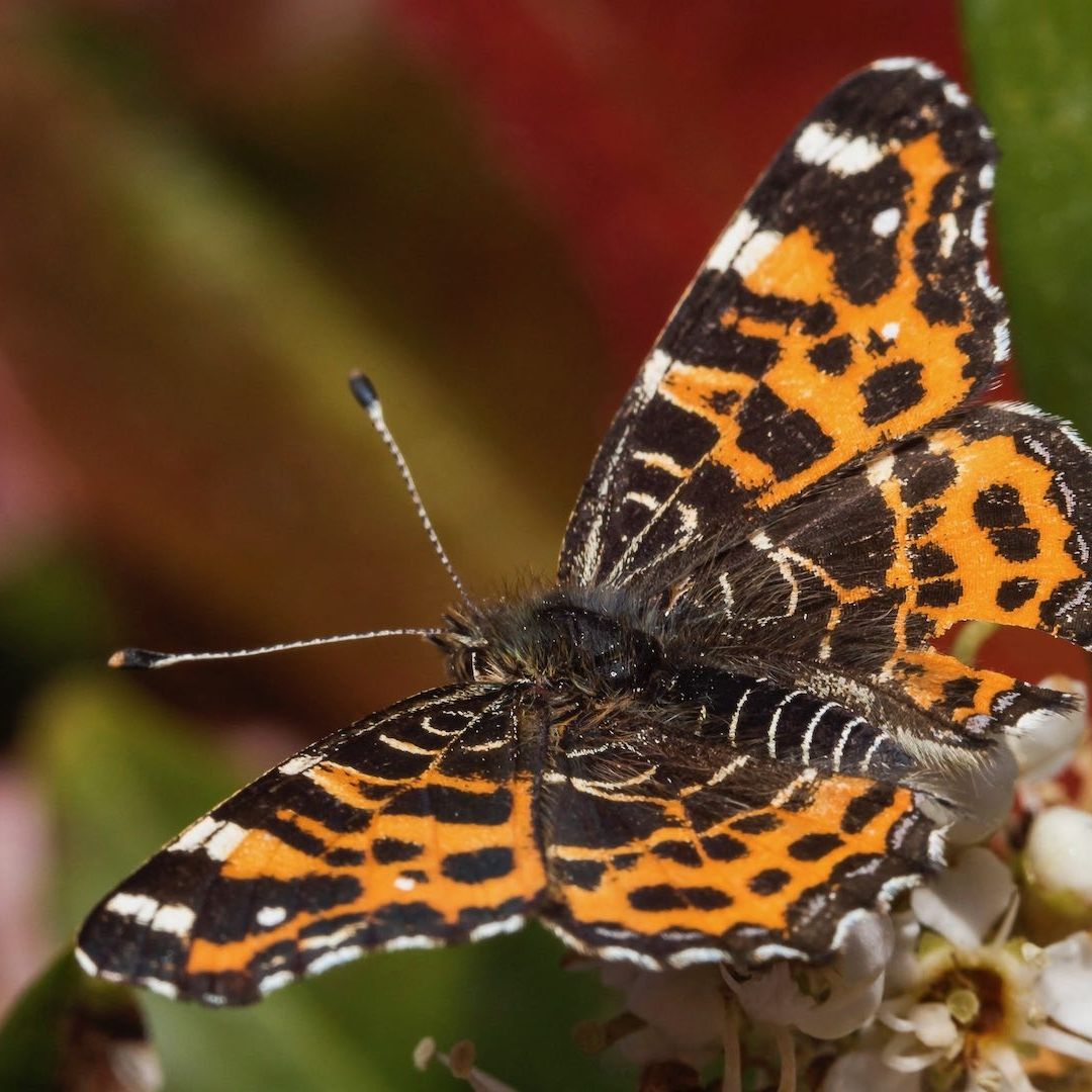 Mariposas de la especie Vanessa cardui migran de África a Sudamérica