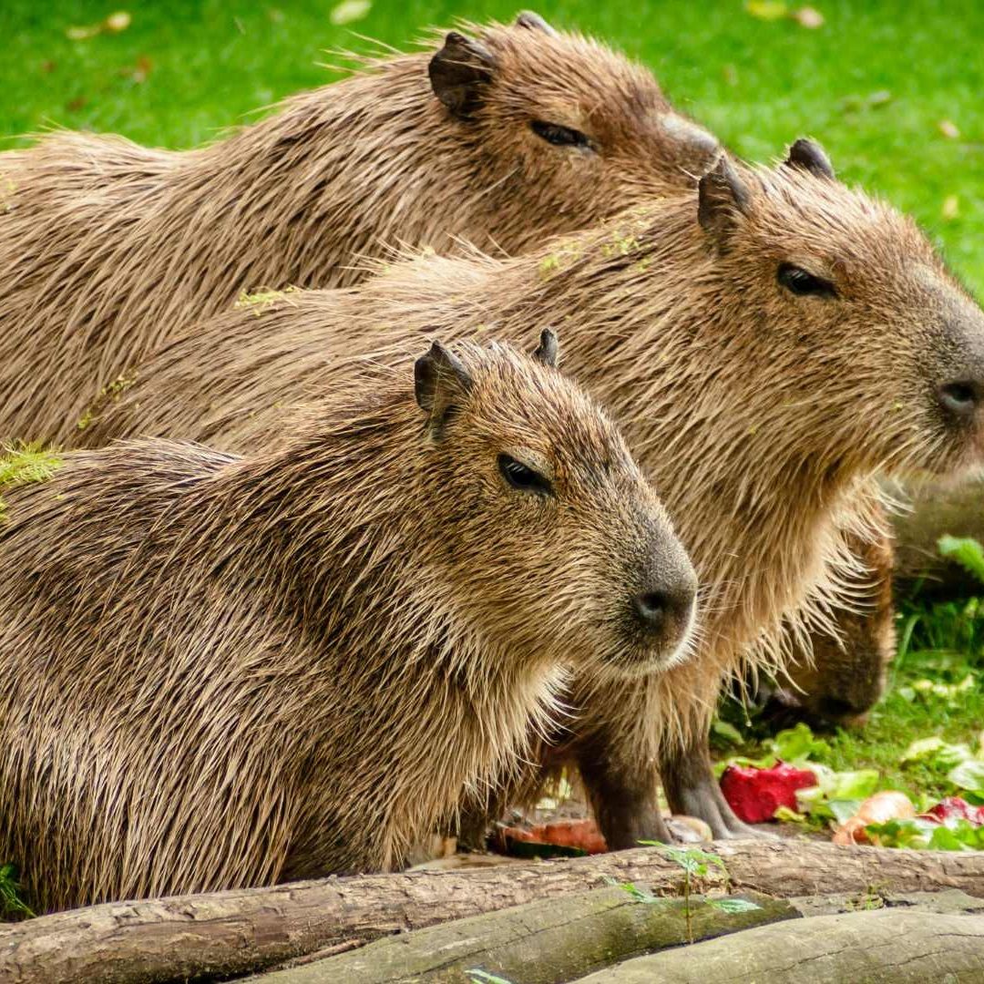 Día del capibara: 10 de julio