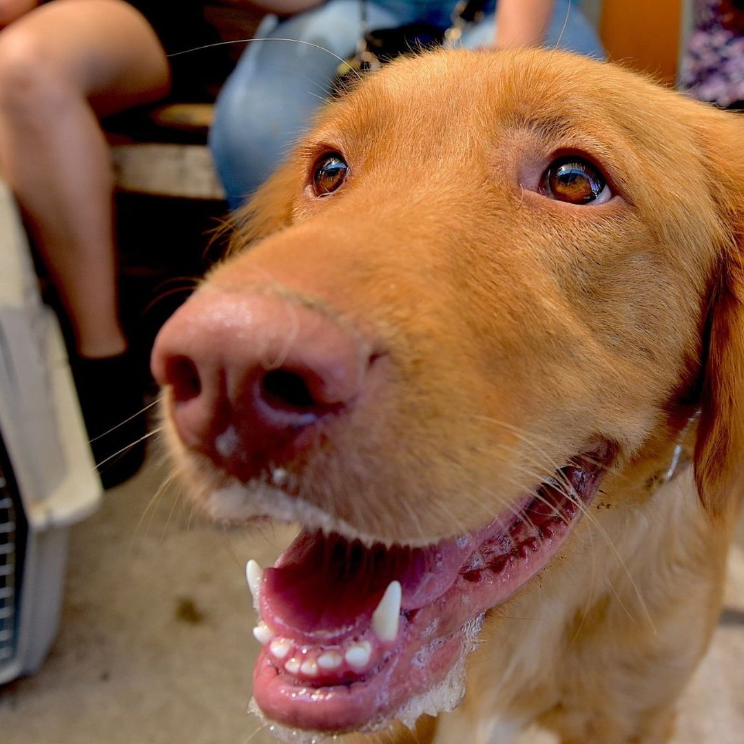 Realizarán Jornada de Esterilización Gratuita para Perros y Gatos en Hermosillo