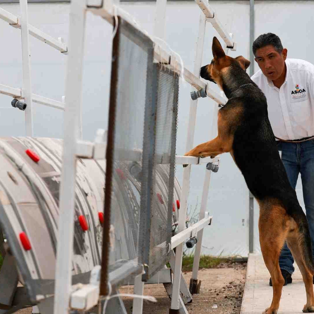 Entrenamiento de perros contra husano barrenador