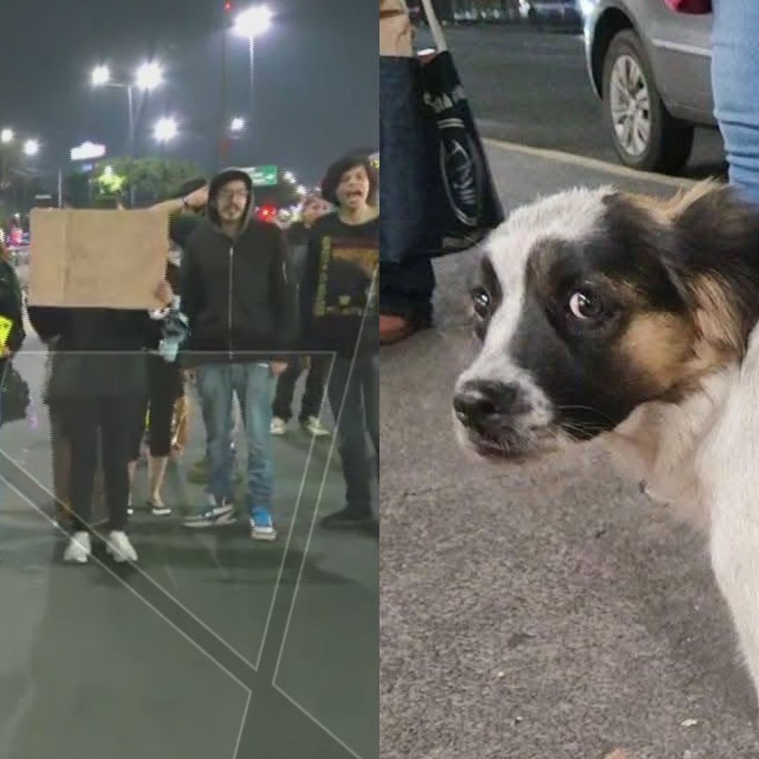 Policía de la CDMX Niega Que Uniformado Golpeara a Perrita 'Coapita'