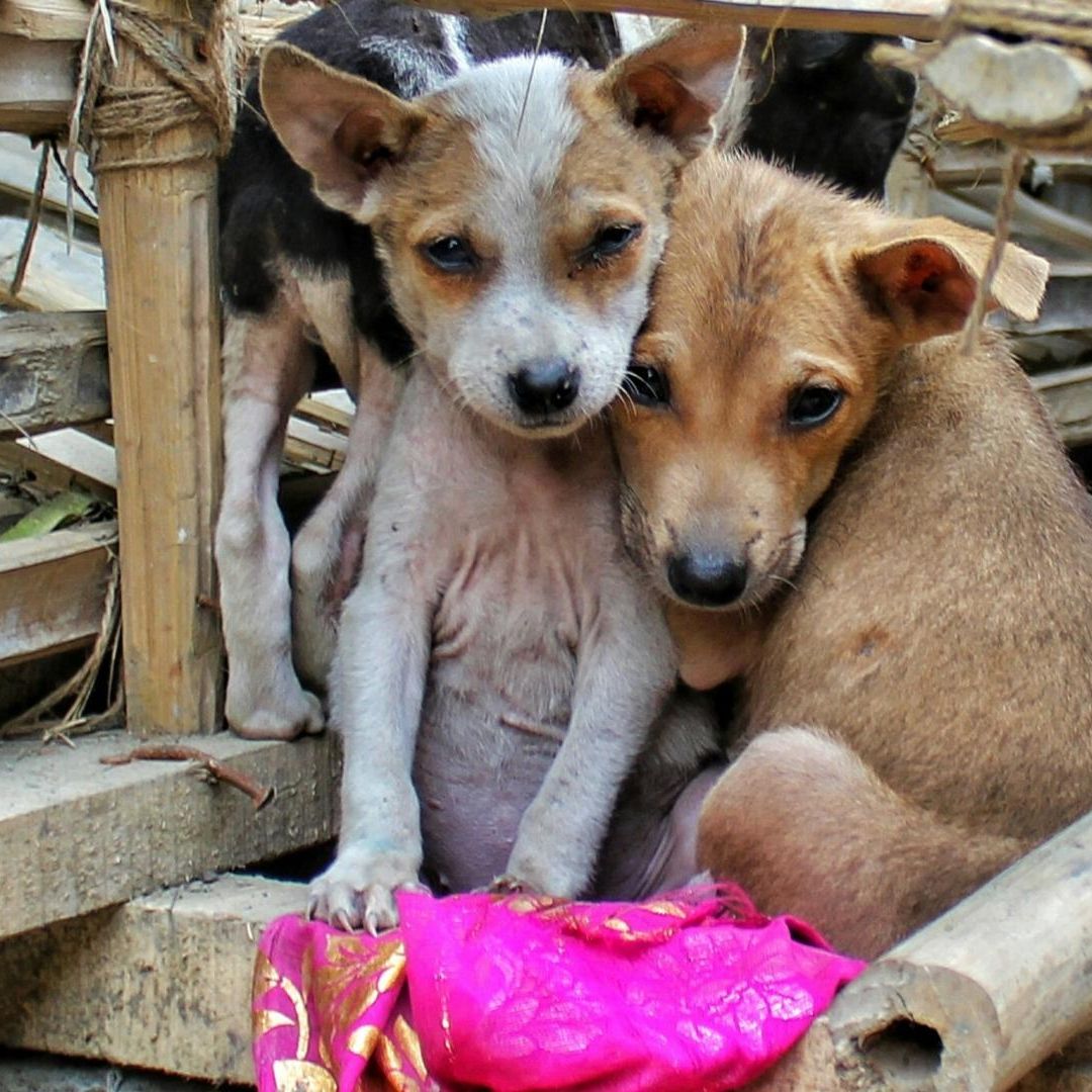 "Estoy Harto de los Animales": Hombre Mata a Balazos a 2 Perritos en Calles de Sonora