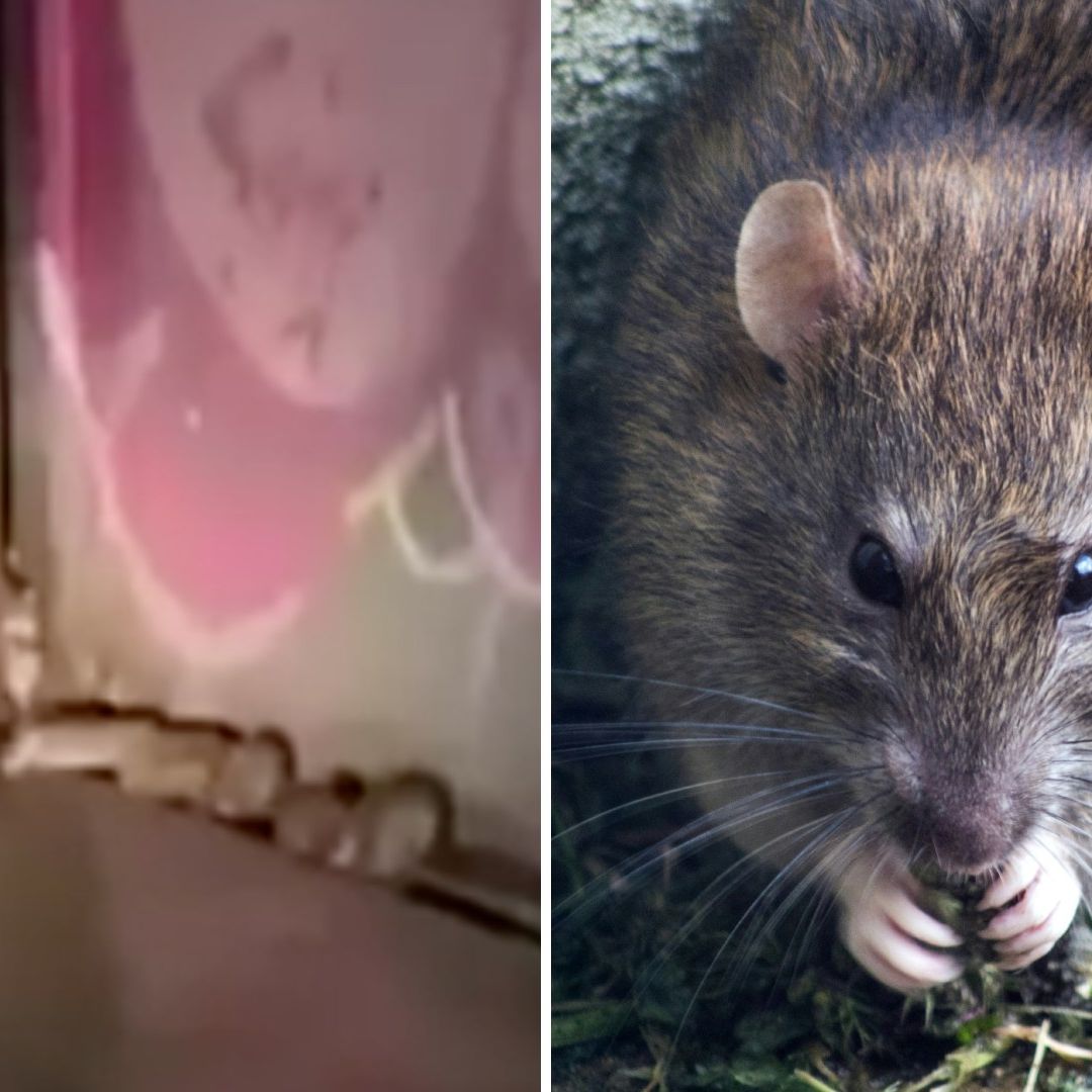 Plaga de Ratas Gigantes en Bodega Provoca Miedo en Habitantes de Ecatepec: “Parecen Capibaras”