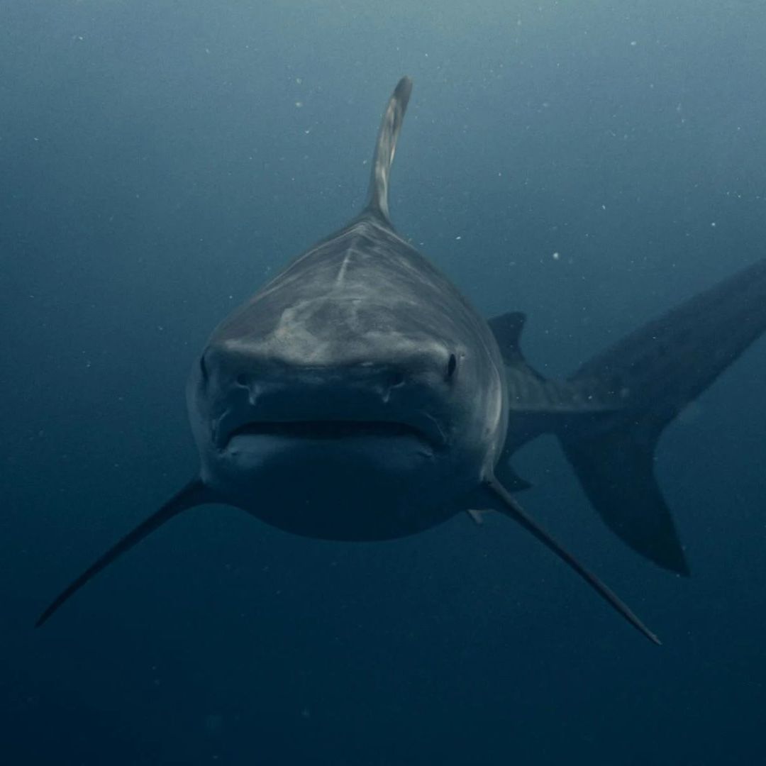 ¿Porque los Tiburones Atacan con más Frecuencia a los Humanos?
