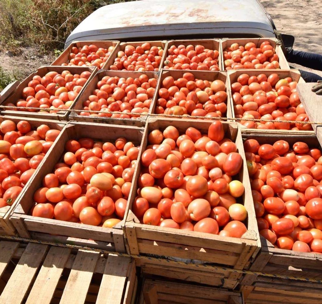 Gobierno y Productores Rechazan Aranceles a Jitomates Mexicanos: Impactará en "Bolsillos" de EUA