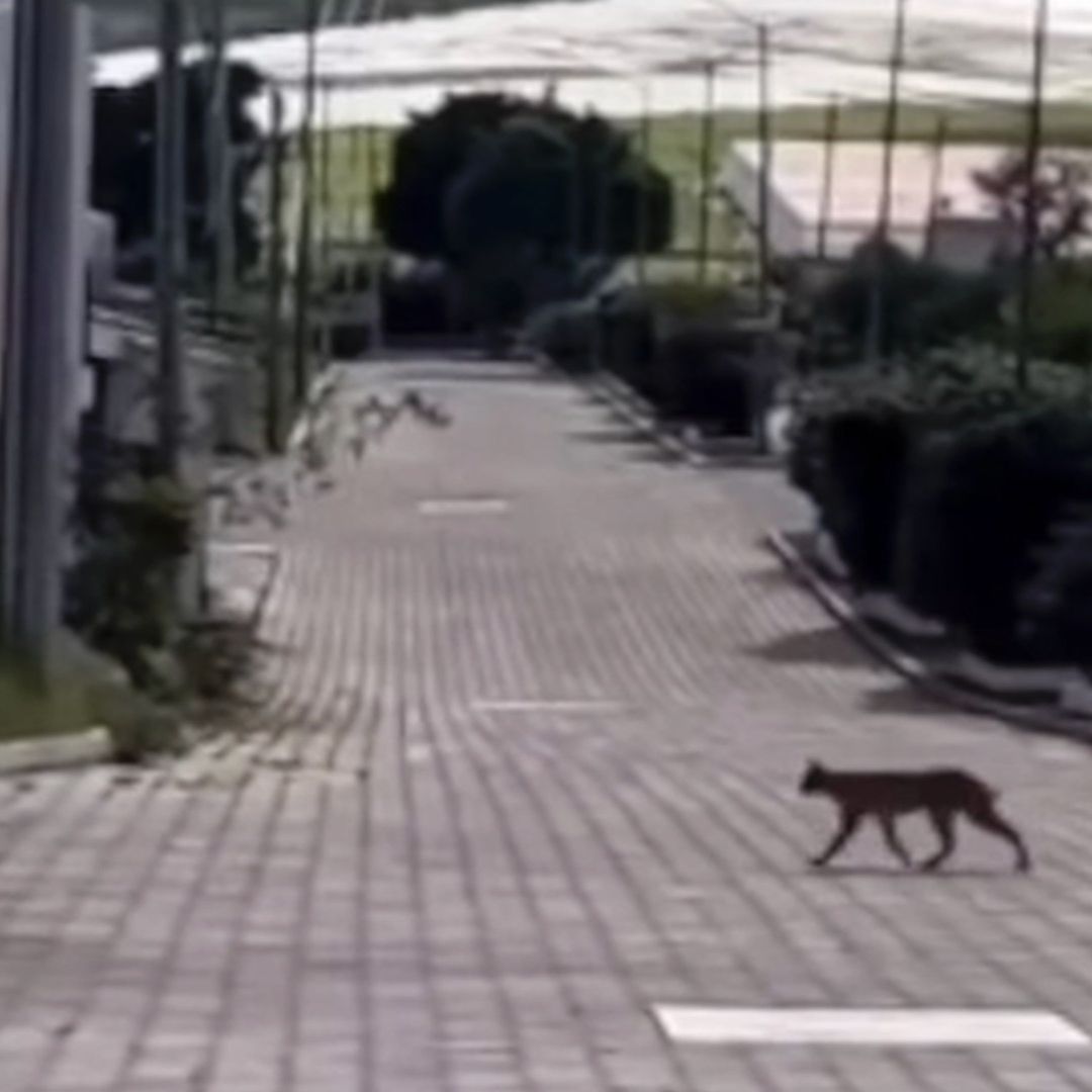Lince Pasea Libre en Calles de la Colonia Villas de Irapuato en Guanajuato