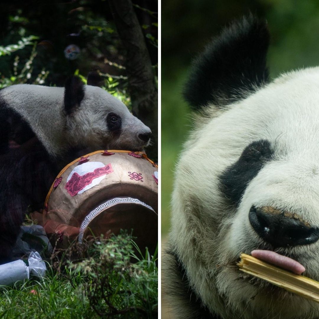 ‘Xin Xin’ la Última Panda en Latinoamérica Vive sus Últimos Días, ¿Habrá Otro Panda Mexicano?