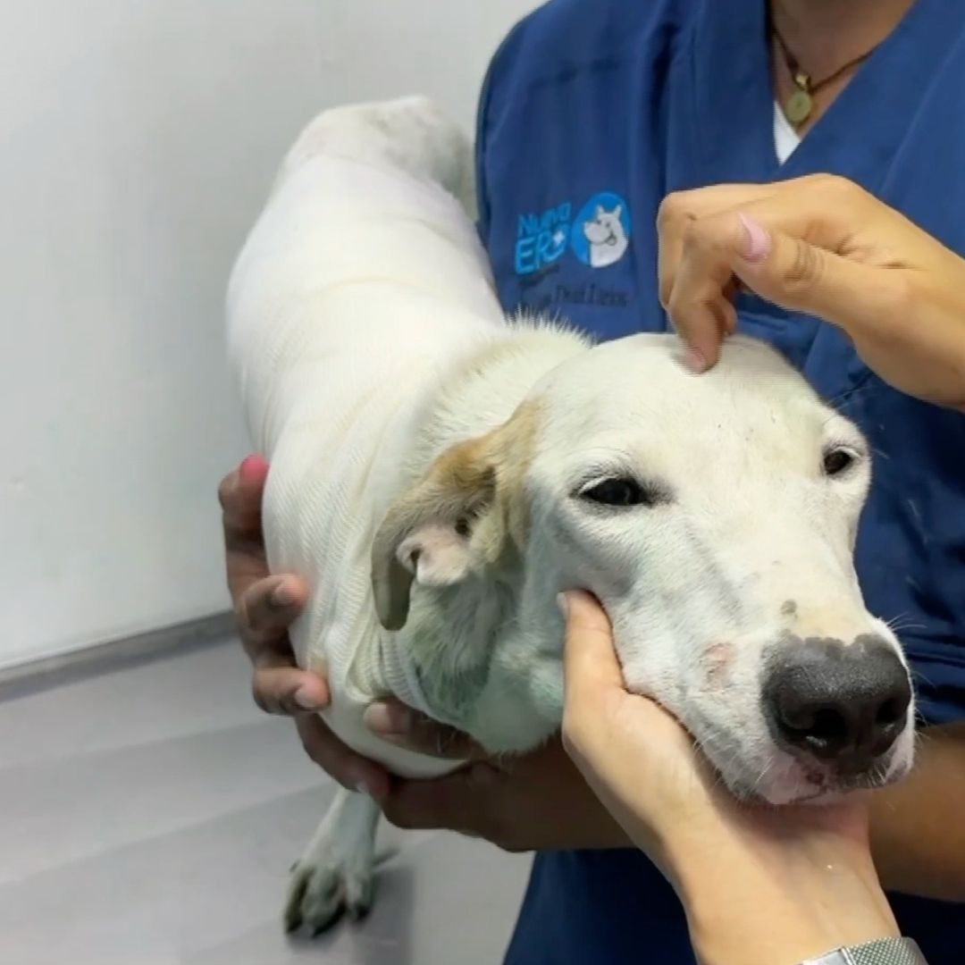 Chester perrito rescatado en las vías del tren