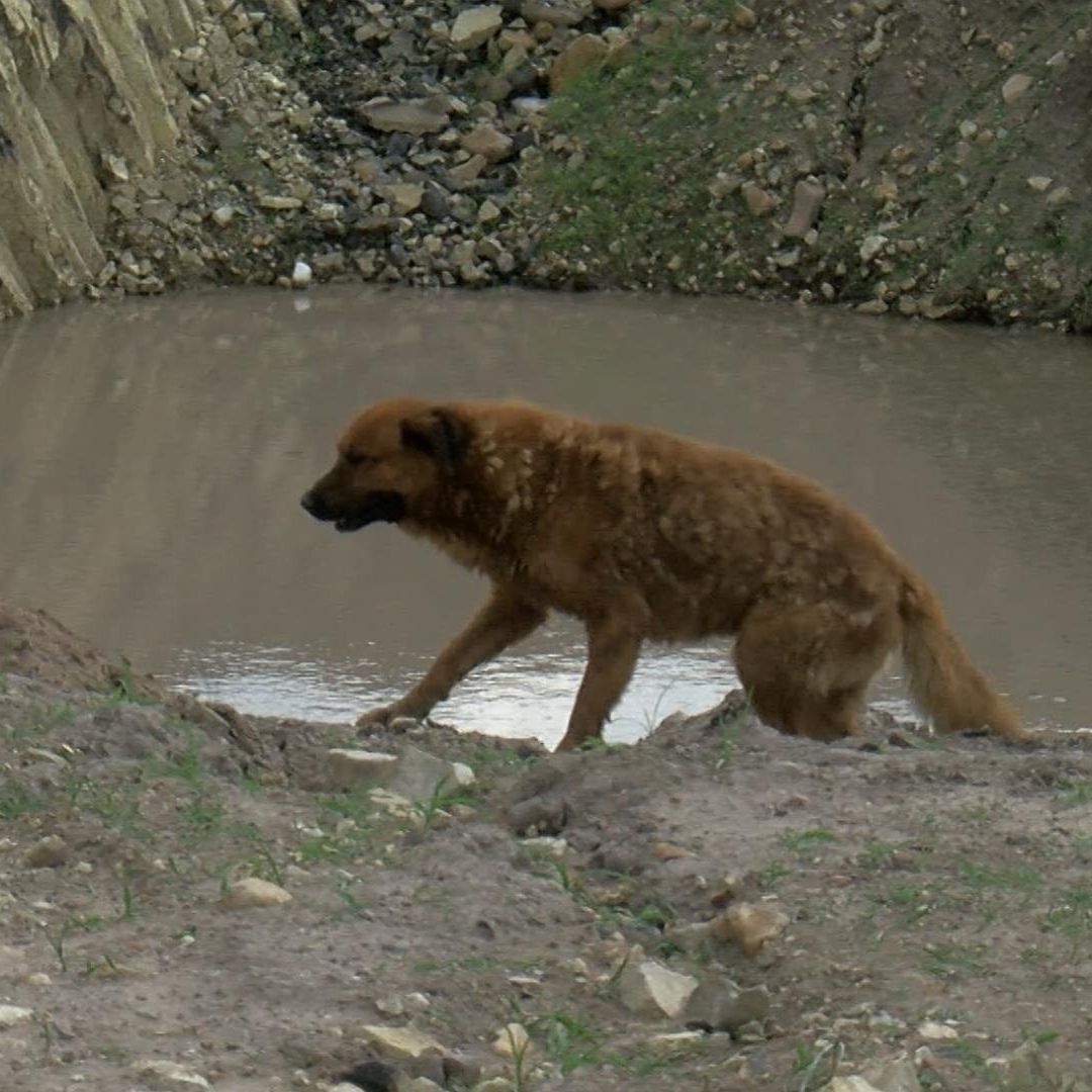 Joven muere ahogado tras intentar rescatar a su perrito de un pozo.