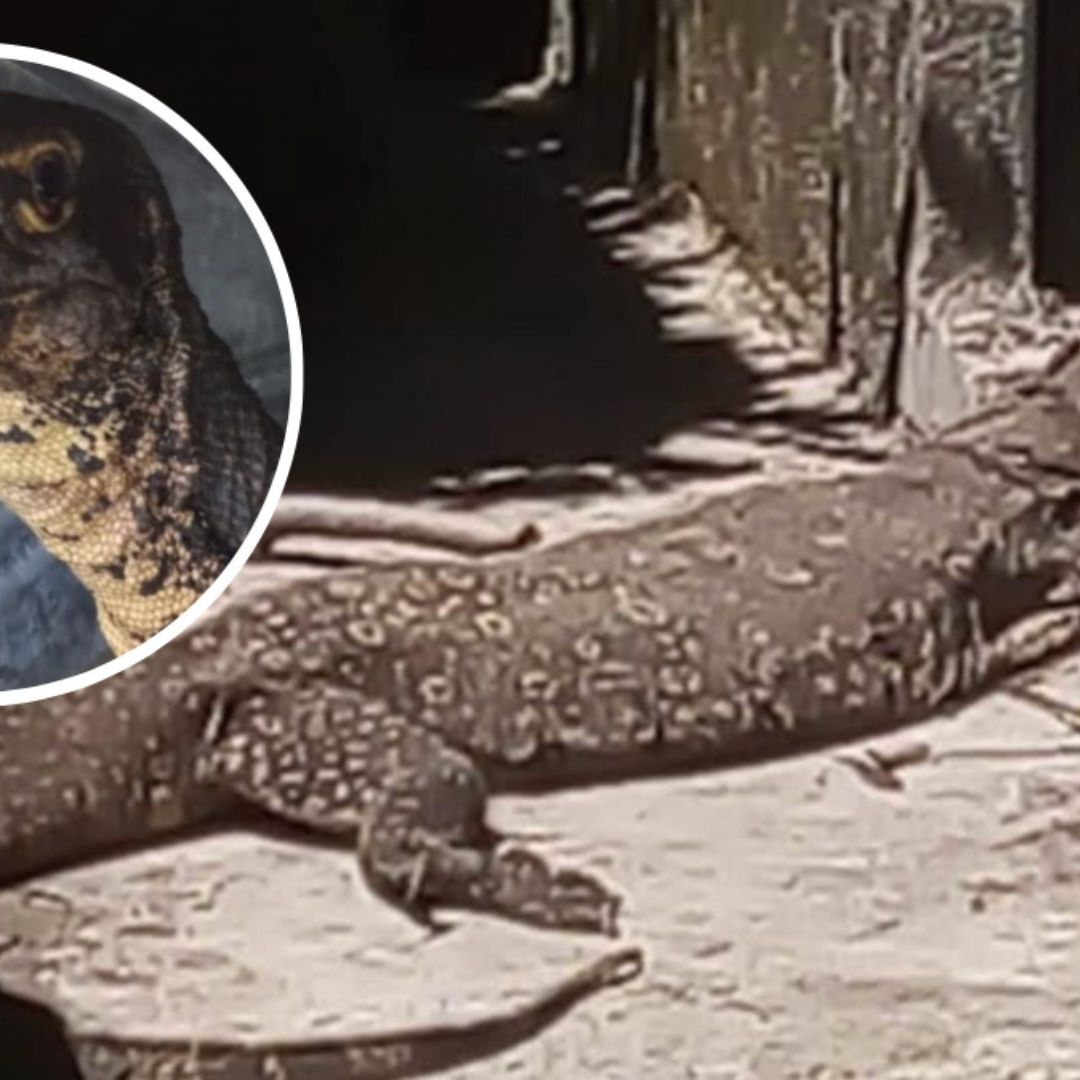 Lagarto exótico fue capturado en un templo de Ixtacuixtla, Tlaxcala.
