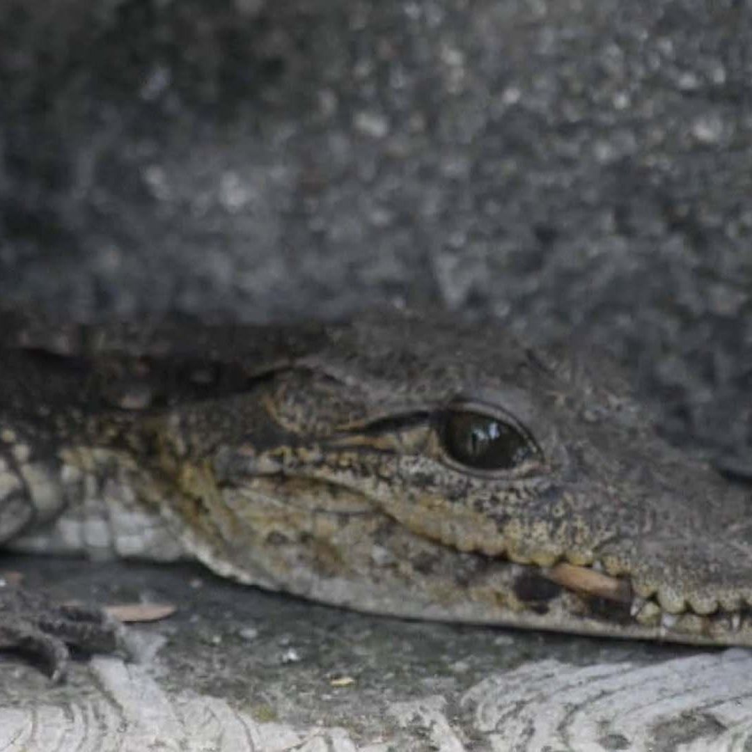 Capturan Cría de Cocodrilo en Ciudad Victoria