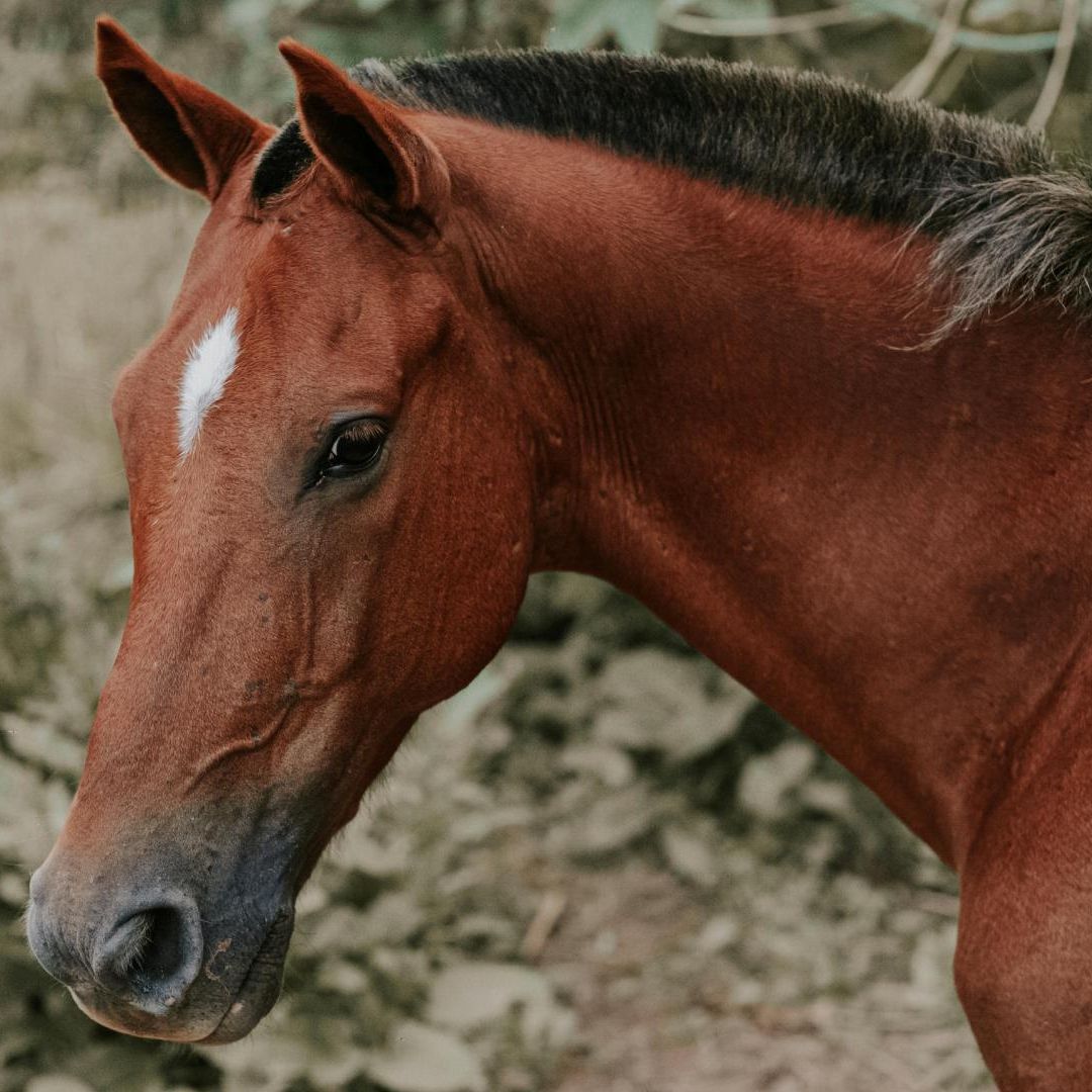 Niño de 3 Años Muere al ser Pateado por Caballo en Veracruz