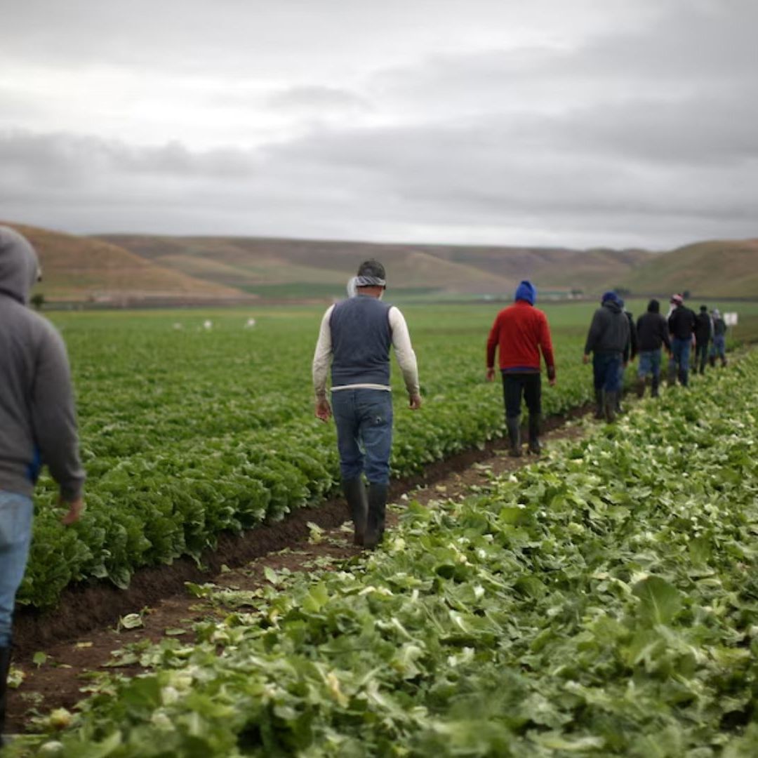Presentan Proyecto "Programa Bracero 2.0"; Busca Aliviar Escasez de Mano Agrícola en EUA