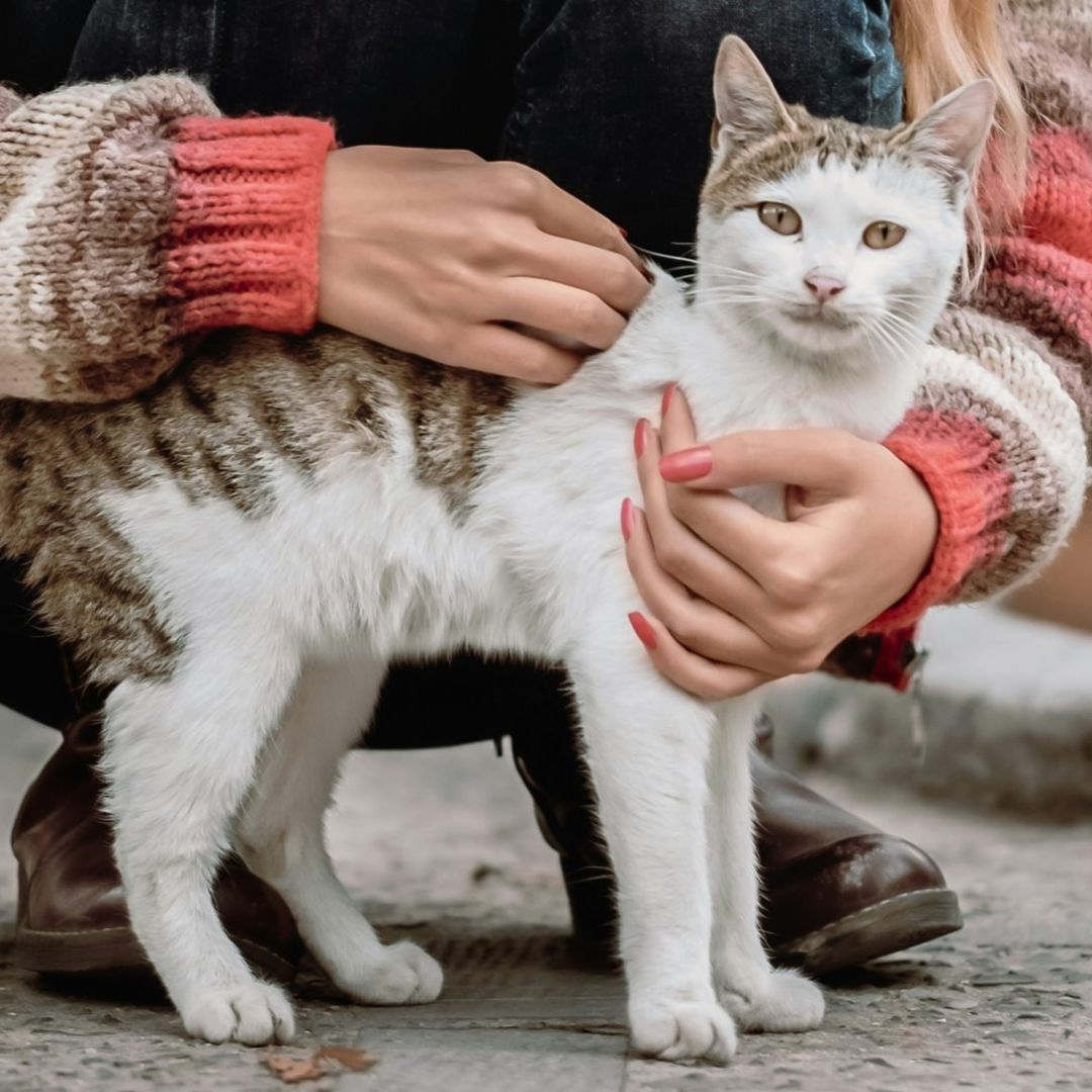 Gatitos Podrán Disfrutar de Exposición del Antigüo Egipto en el Museo de Shangai, China