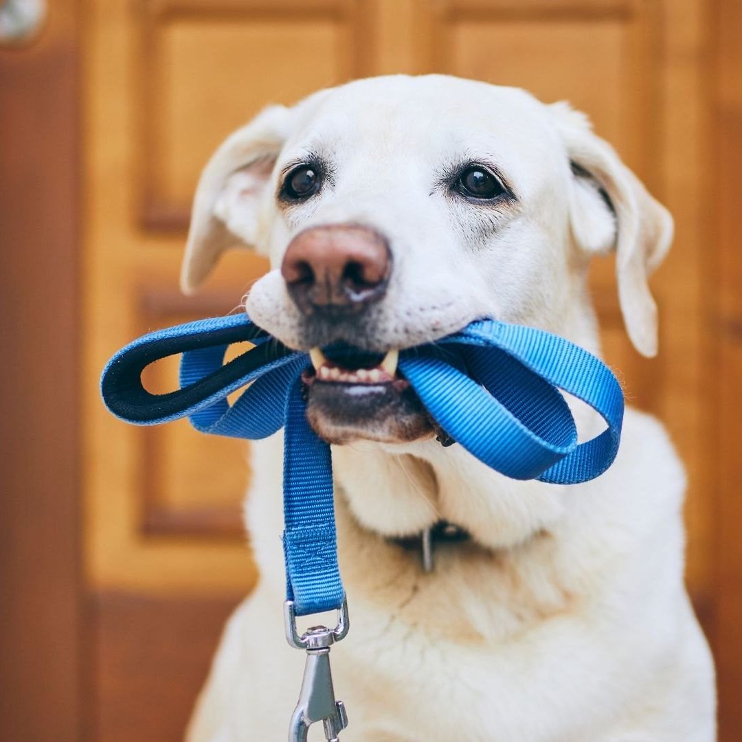 Secretaría del Medio Ambiente invita a festival para celebrar el Día del Perro 2025