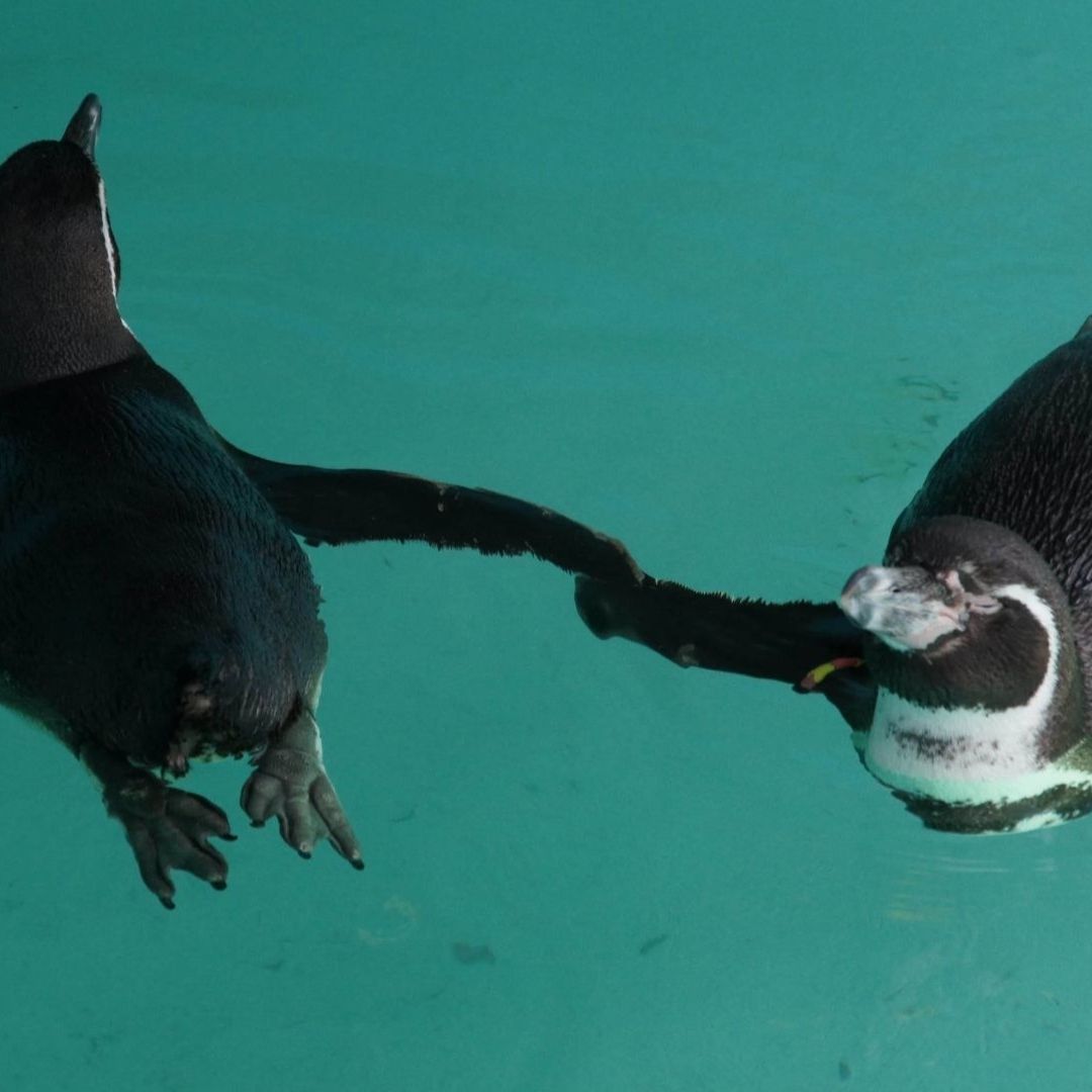 En el Zoológico de Chapultepec habitan cinco ejemplares de pingüino de Humboldt