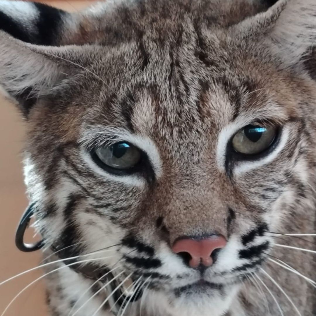 Gato Montés Salvaje Asegurado por Profepa en Venustiano Carranza, Puebla