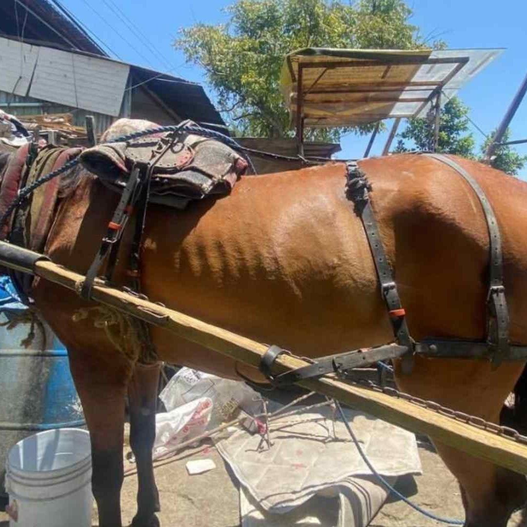 Nuevo León Prohíbe el Uso de Animales por Carretoneros y Lanza Operativo Permanente