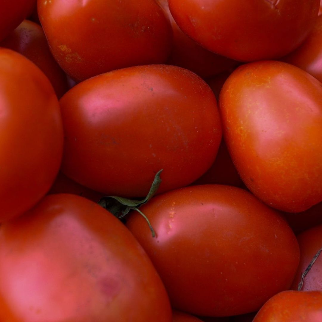 Productores de Jitomate Mexicano Dejarán de Exportar Hasta 30% a Estados Unidos