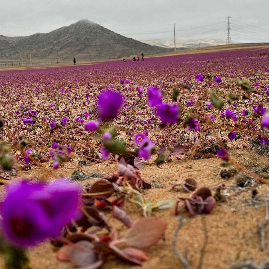 Sorprenden Flores que Cubren el Desierto Atacama en Chile