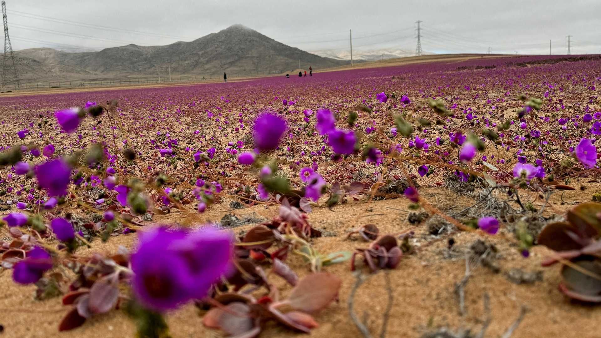 Sorprenden Flores que Cubren el Desierto Atacama en Chile