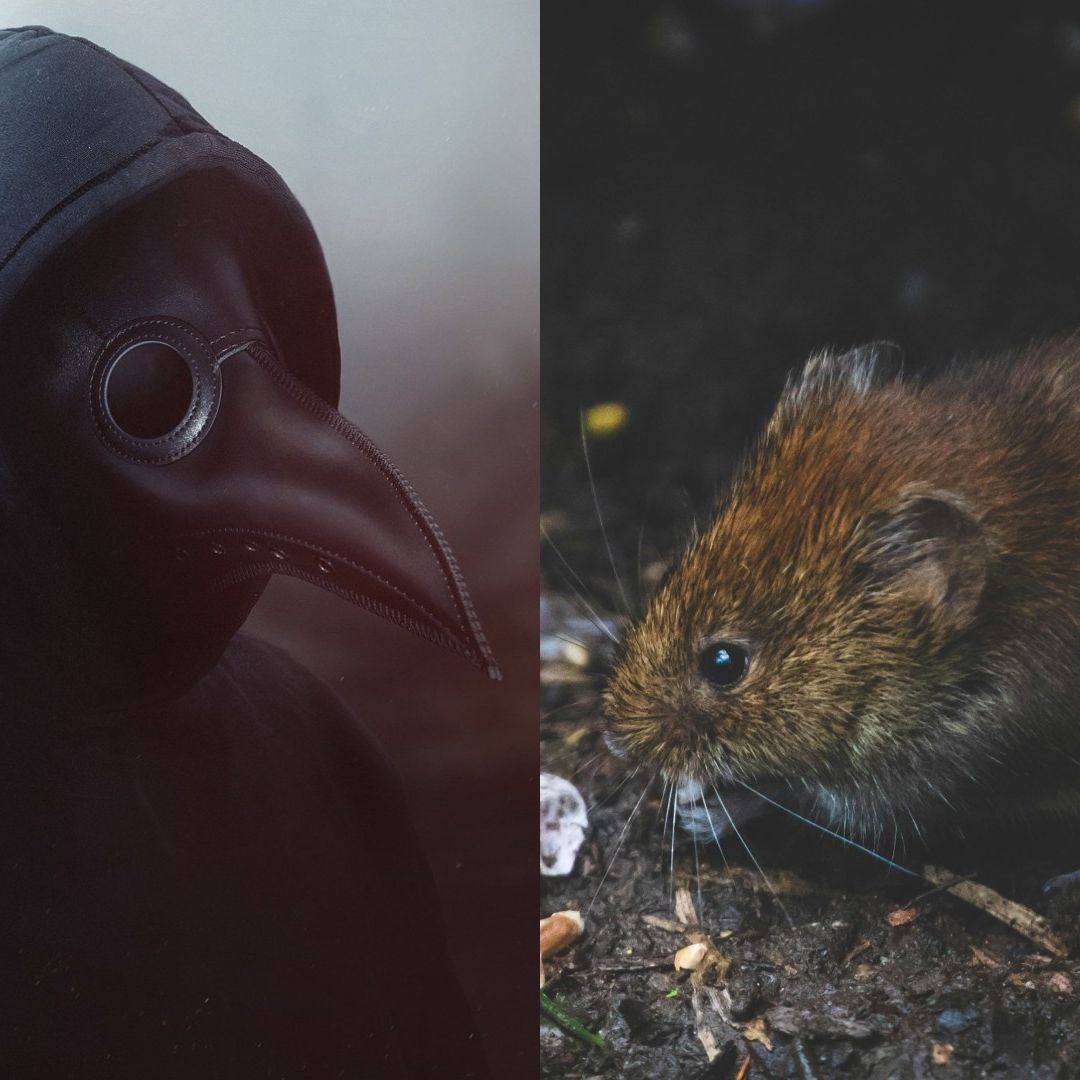 Qué es la peste bubónica: síntomas y cómo se contagia en humanos