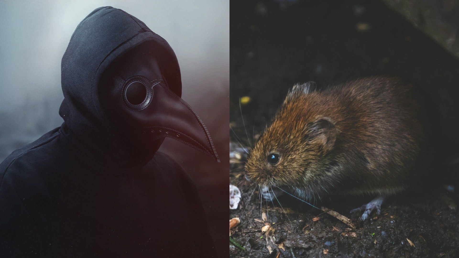 Qué es la peste bubónica: síntomas y cómo se contagia en humanos