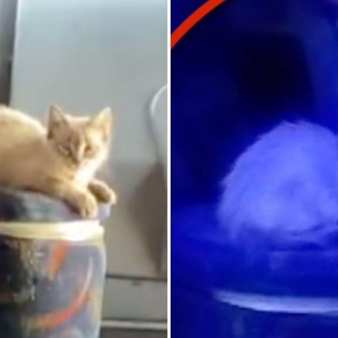 Viral: Chofer de Transporte Público Tiene como Ayudante al "Michi-Cobrador"